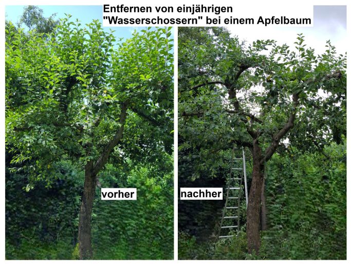 Apfelbaum Schnitt